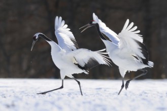 Red-crowned Crane (Grus japonensis) calling, Hokkaido, Japan