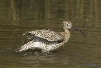 Eurasian Curlew (Numenius arquata) bathing, Norfolk, United Kingdom