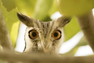 Northern White-faced Owl (Ptilopsis leucotis), Gambia