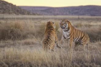 Bengal Tiger (Panthera tigris) two females fighting, captive, Philippolis, South Africa