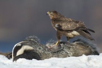 Common Buzzard (Buteo buteo), Mecklenburg-Western Pomerania, Germany