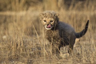 Cheetah (Acinonyx jubatus) cub walking, Castile-La Mancha, Spain