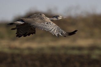 Kori Bustard (Ardeotis kori struthiunculus) male flying, Oromia, Ethiopia