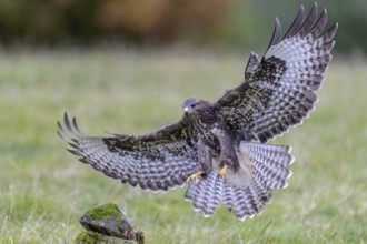 Common Buzzard (Buteo buteo) flying, Lower Saxony, Germany