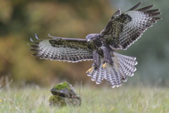 Common Buzzard (Buteo buteo) flying, Lower Saxony, Germany