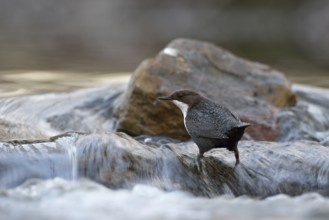 White-throated Dipper (Cinclus cinclus) foraging, North Rhine-Westphalia, Germany