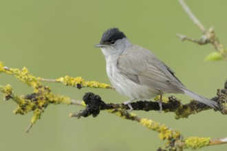 Eurasian Blackcap (Sylvia atricapilla) male, North Rhine-Westphalia, Germany