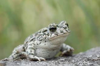 European Green Toad (Bufo viridis) climbing on a stone, North Rhine-Westphalia, Germany
