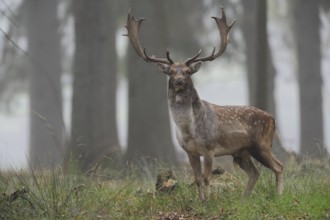 Fallow Deer (Dama dama) male standing in autumn forest, North Rhine-Westphalia, Germany
