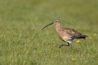Eurasian Curlew (Numenius arquata) foraging, North Rhine-Westpalia, Germany