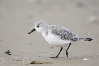 Sanderling (Calidris alba) on beach, Texel, Netherlands