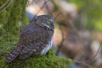 Eurasian Pygmy Owl (Glaucidium passerinum) perched on mossy branch, Hesse, Germany