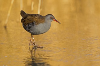 Water Rail (Rallus aquaticus), Cheshire, United Kingdom