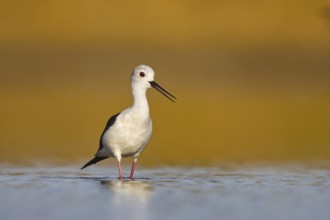 Black-winged Stilt (Himantopus himantopus) male foraging, North Rhine-Westphalia, Germany