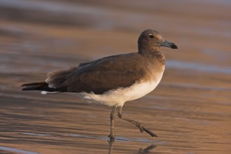 Sooty Gull (Ichthyaetus hemprichii), Oman