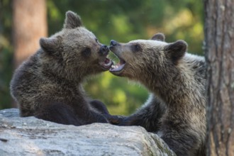 Eurasian Brown Bear (Ursus arctos) two fighting in forest, Finland