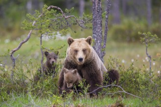 Eurasian Brown Bear (Ursus arctos) mother with cubs, Finland