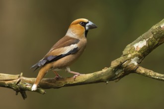 Hawfinch (Coccothraustes coccothraustes) male, Utrecht, Netherlands