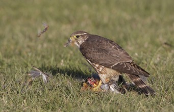 Merlin (Falco columbarius) female plucks American Robin, Washington, USA