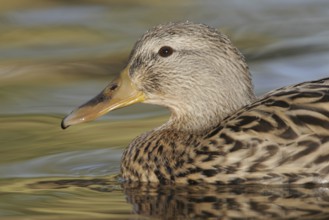 Mallard (Anas platyrhynchos) female, Arizona, USA