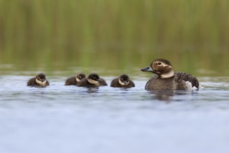 Long-tailed Duck (Clangula hyemalis) with chicks, Varanger, Norway