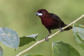 Silver-beaked Tanager (Ramphocelus carbo) perched on a branch in Manu National Park, Peru