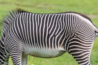 Pattern of a Grévy's zebra (Equus grevyi) fur