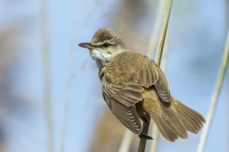 Great Reed Warbler (Acrocephalus arundinaceus) perched in reedbed, Mecklenburg-Western Pomerania,
