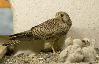 Common Kestrel (Falco tinnunculus) juvenile, Saxony, Germany