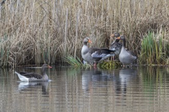 Greylag Goose (Anser anser) at a pond, Mecklenburg-Western Pomerania, Germany