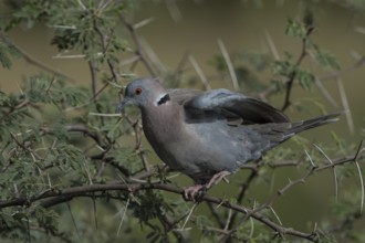 Mourning Collared Dove (Streptopelia decipiens) perched on thorny branch, Senegal