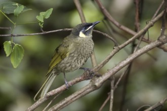 Lewin's Honeyeater (Meliphaga lewinii), New South Wales, Australia