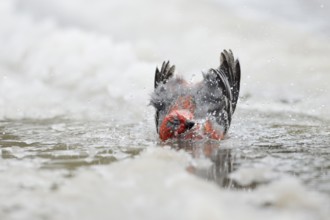 Pine Grosbeak (Pinicola enucleator) male bathing in icy water, Wyoming, USA