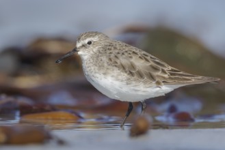 White-rumped Sandpiper (Calidris fuscicollis) feeding in a tidal lagoon in the Falkland Islands