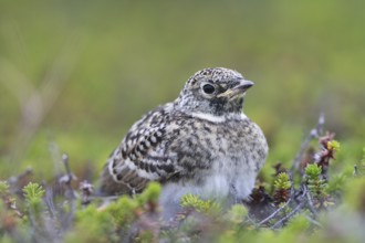 Horned Lark (Eremophila alpestris) juvenile, Varanger, Norway