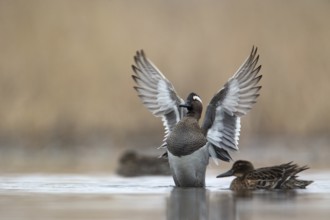 Garganey (Spatula querquedula) male, Saxony, Germany
