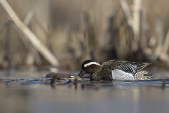 Garganey (Spatula querquedula) pair mating, Saxony, Germany
