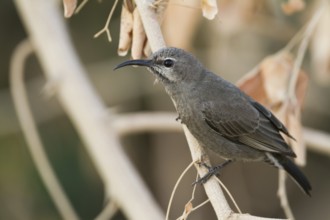 Shining Sunbird (Cinnyris habessinicus) female, Oman