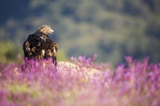 Golden Eagle (Aquila chrysaetos), Madrid, Spain