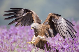 Black Kite (Milvus migrans), Madrid, Spain