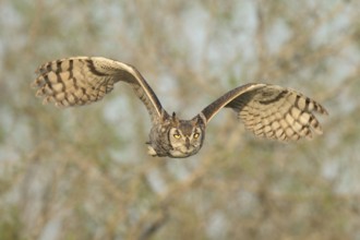Great Horned Owl (Bubo virginianus) flying, Texas, USA