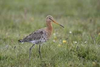 Uferschnepfe (Limosa limosa), Black-tailed Godwit, April, Insel Texel, Nordholland, Nordsee,