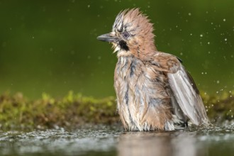 Eurasian Jay (Garrulus glandarius) bathing, Subotica, Serbia