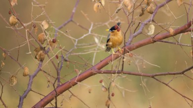 Brahminy Starling (Sturnia pagodarum), Tadoba National Park, India