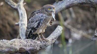 Brown Fish Owl (Ketupa zeylonensis) with fish prey in its beak, Tadoba National Park, India