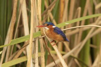 Malachite Kingfisher (Corythornis cristatus), Lake Baringo, Kenya