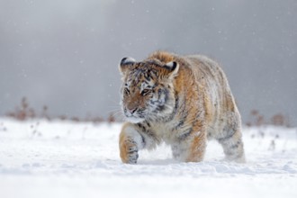 Running tiger with snowy face. Tiger in wild winter nature. Amur tiger running in the snow. Action