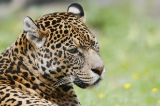 Jaguar (Panthera onca), portrait, captive, occurrence in South America
