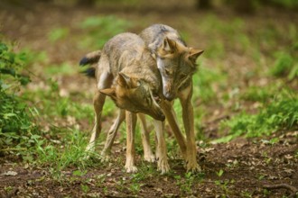 Two wolves are close together while moving in the forest, Wolf (Canis Lupus), Germany