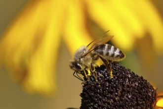 European honey bee (Apis mellifera), collecting nectar from a yellow coneflower (Echinacea
